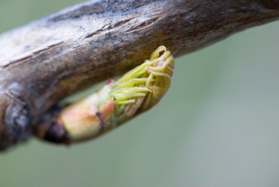 Paeonia suffruticosa - pivoňka keřovitá - pupen list